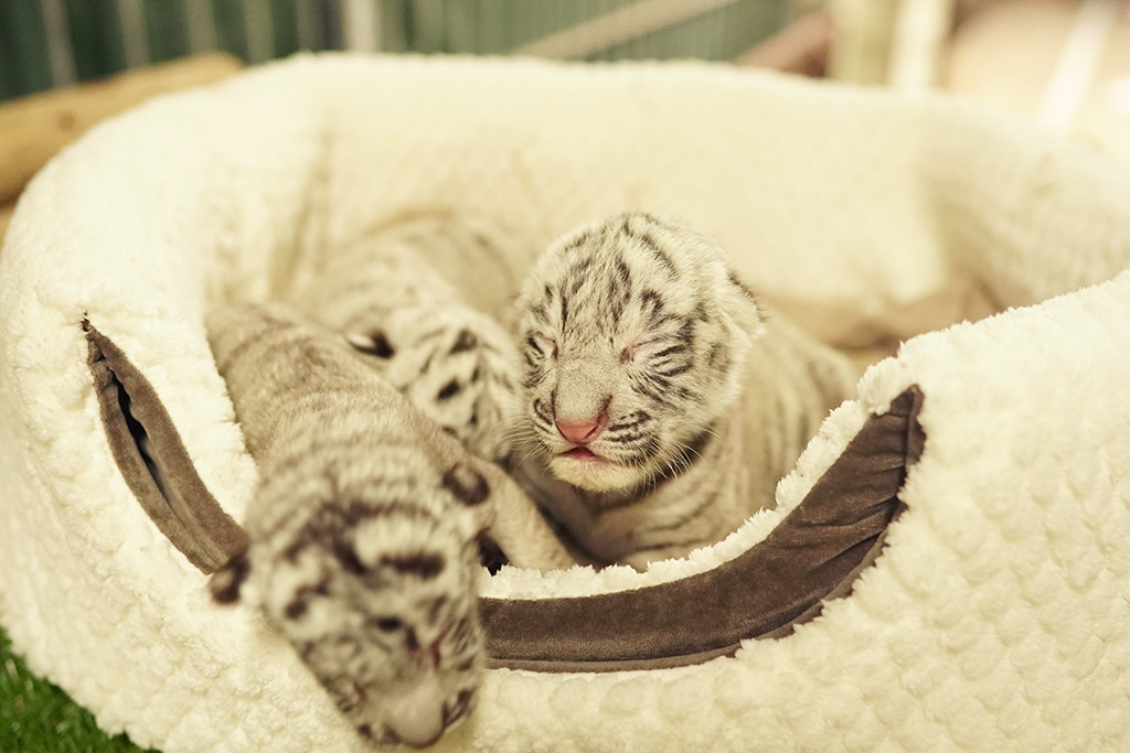 ホワイトタイガーの三つ子の赤ちゃん/伊豆アニマルキングダム（静岡県/東伊豆町）