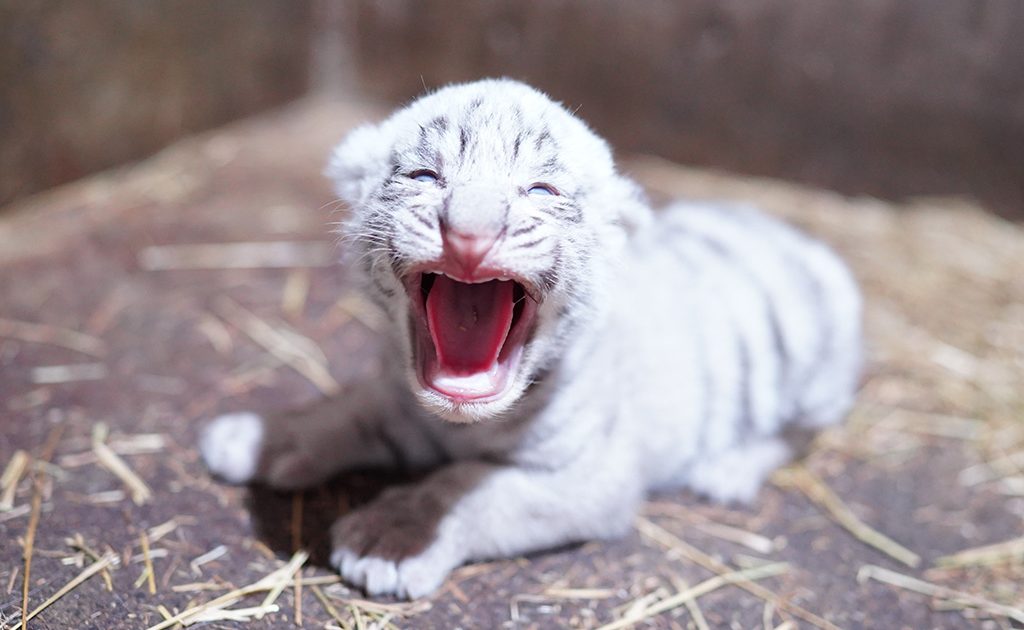 ホワイトタイガーの赤ちゃんが静岡・伊豆アニマルキングダムに誕生