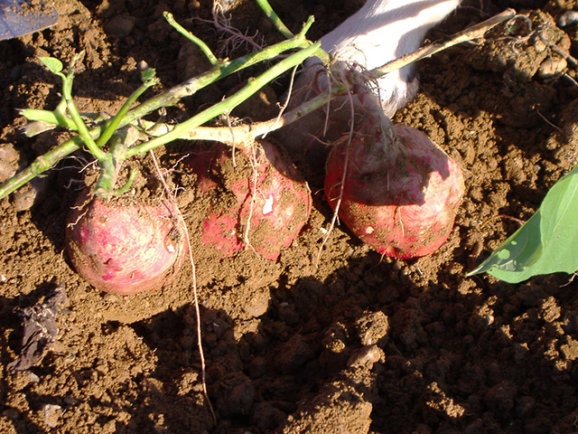 小束野農園(兵庫県/神戸市西区)