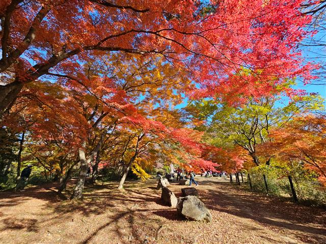 嵐山渓谷（埼玉県）／嵐山町観光協会