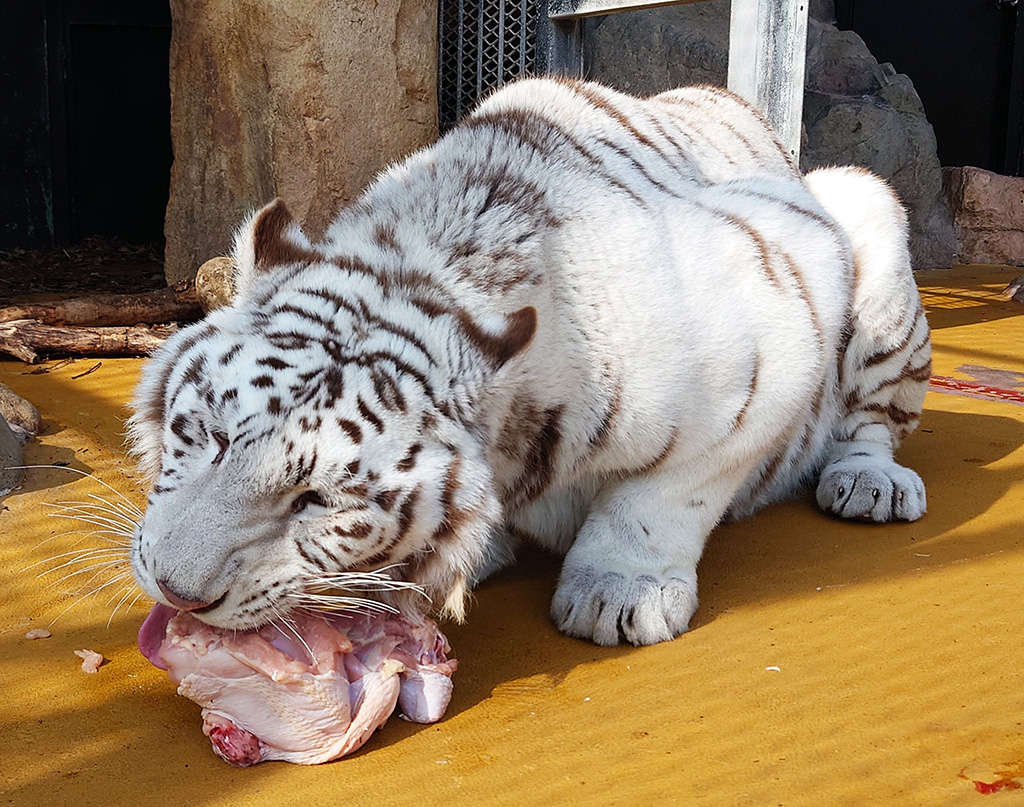 秋吉台サファリランドの“ロンド”（山口県／美祢市）