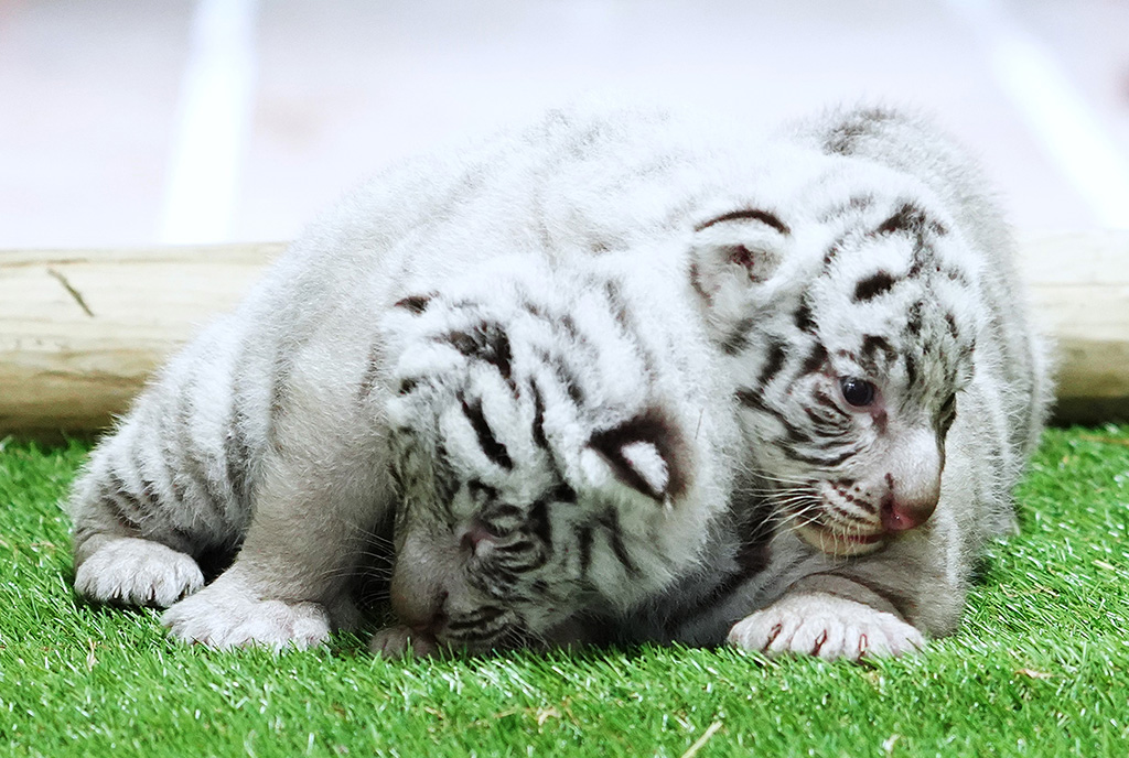 2024年9月に生まれた赤ちゃん。2024年9月25日撮影/伊豆アニマルキングダム（静岡県／東伊豆町）
