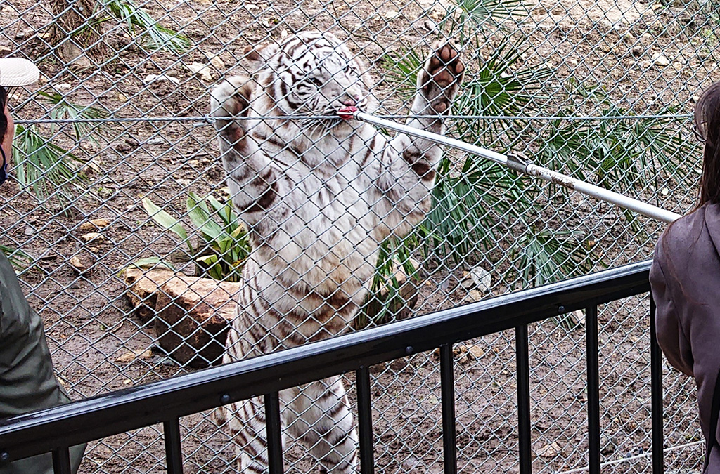 「ホワイトタイガーエサやり体験」/秋吉台サファリランド（山口県／美祢市）