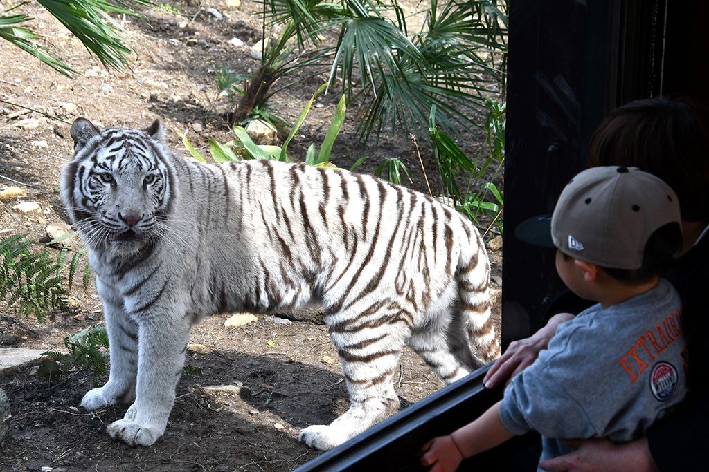 迫力満点の「ジャングルトレイル」
/秋吉台サファリランド（山口県／美祢市）