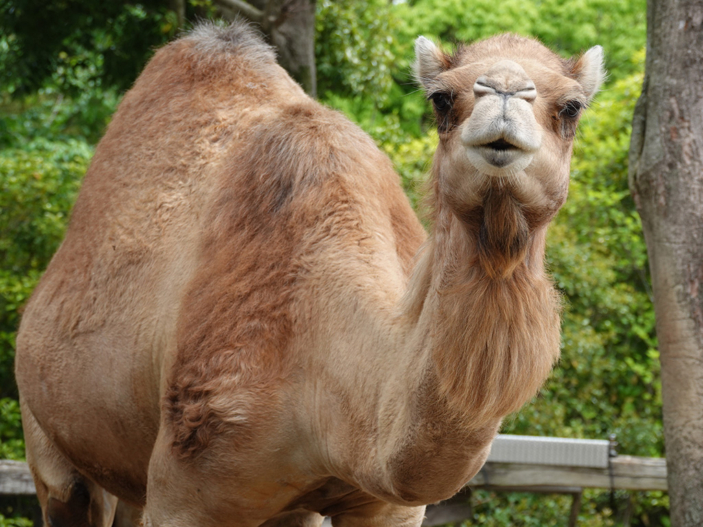 ヒトコブラクダ/よこはま動物園ズーラシア(神奈川県/横浜市)