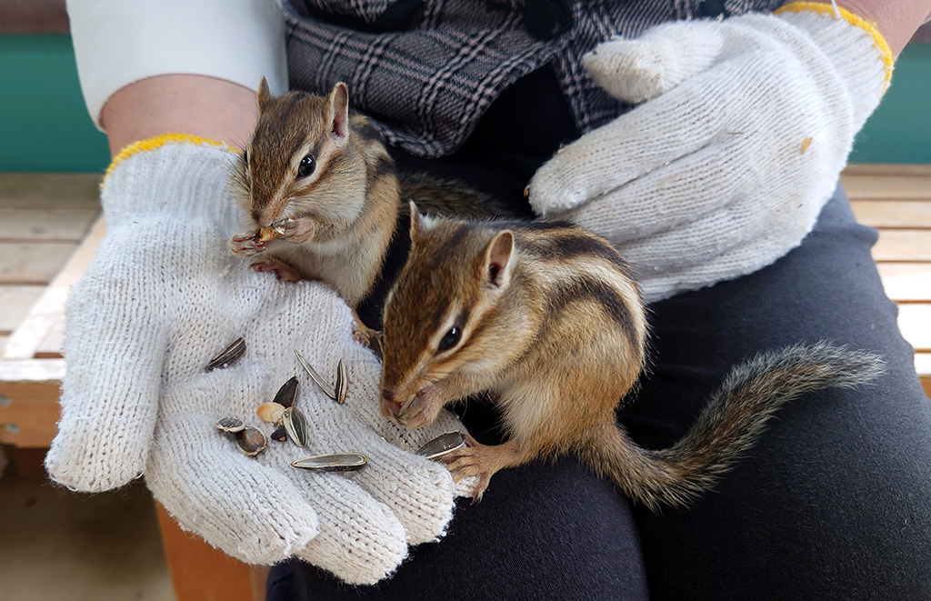 飛騨高山まつりの森 りすと遊べる森(岐阜県/高山市)