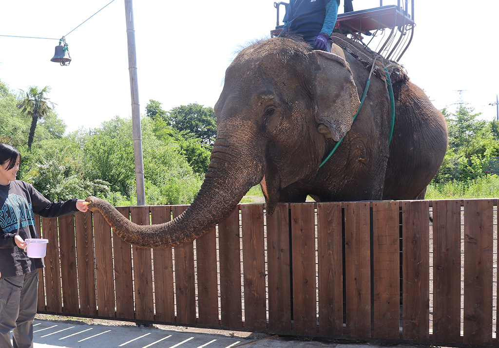 ゾウへのエサやり体験/那須ワールドモンキーパーク（栃木県／那須町）