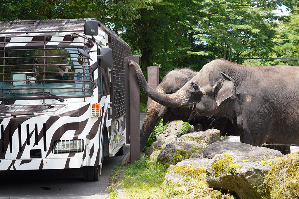 「スーパージャングルバス」/富士サファリパーク（静岡県／裾野市）