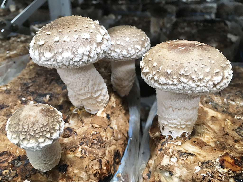 由布のしいたけ(大分県/由布市)