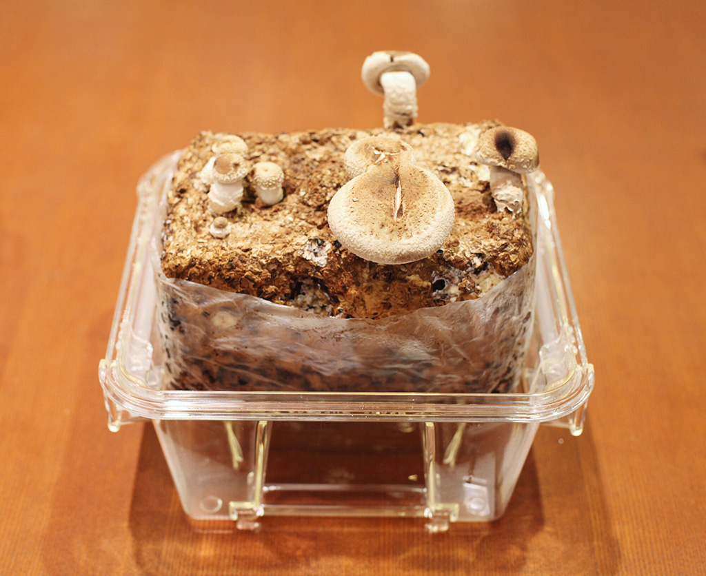 シイタケの栽培キット(イメージ)