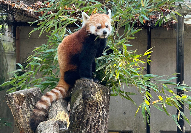 埼玉県こども動物自然公園のレッサーパンダ(埼玉県/東松山市)