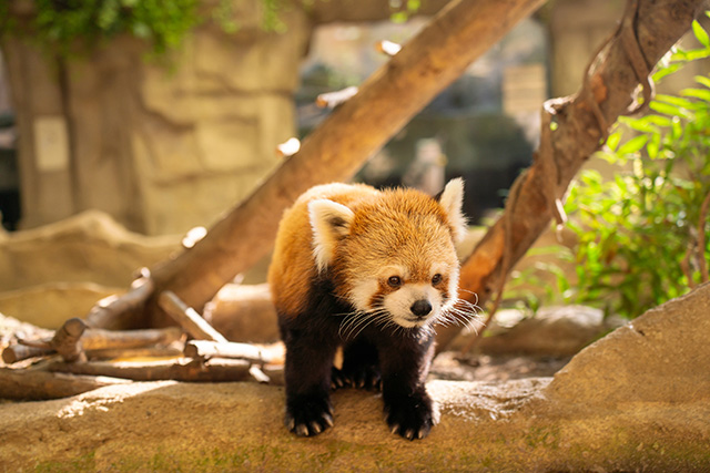 那須どうぶつ王国の「シセンレッサーパンダ」