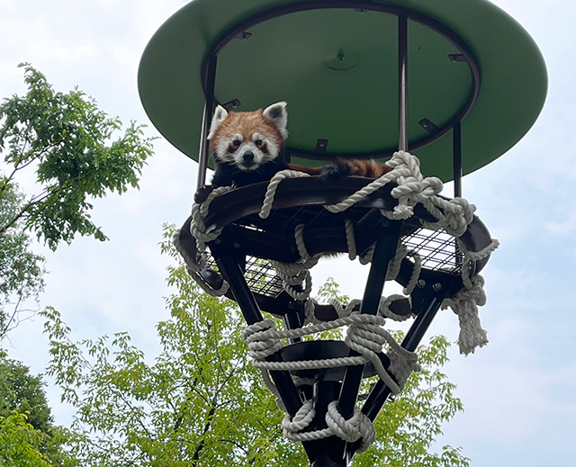 高いところでくつろぐレッサーパンダの「蓮蓮(レンレン)」/旭川市旭山動物園(北海道/旭川市)