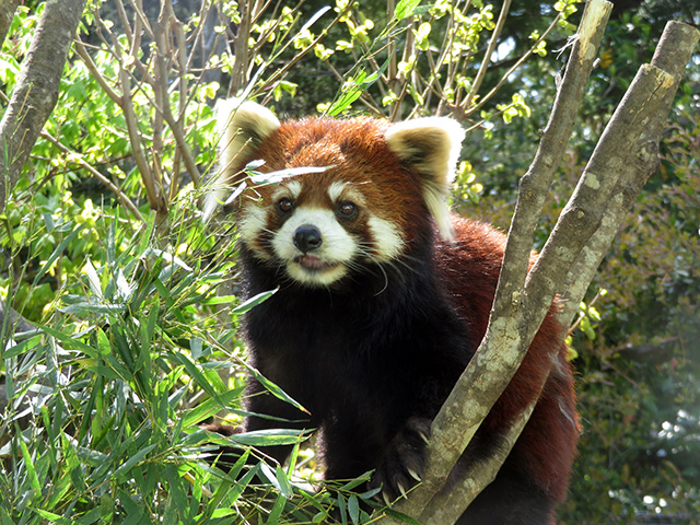 レッサーパンダの「ヤンヤン」
/八木山動物公園フジサキの杜(宮城県/仙台市)
