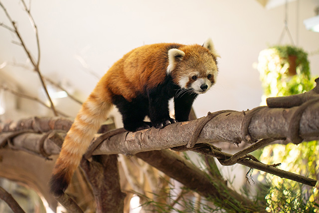 2011年に来園したレッサーパンダのオスの「ジジ」/那須どうぶつ王国(栃木県/那須町)