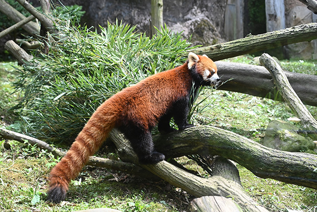 2017年生まれのレッサーパンダのオス「カソン」/東京都多摩動物公園(東京都/日野市)