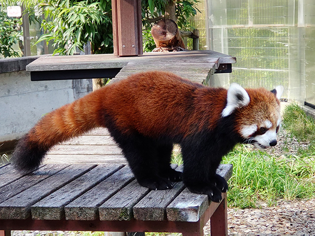 慎重な性格のレッサーパンダのオス「和(カズ)」
/静岡市立日本平動物園(静岡県/静岡市)