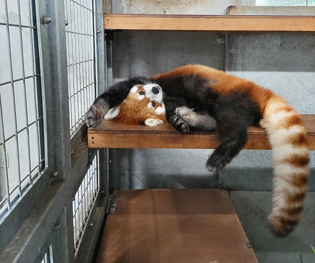 リラックスしているメス「スミレ」/静岡市立日本平動物園(静岡県/静岡市)