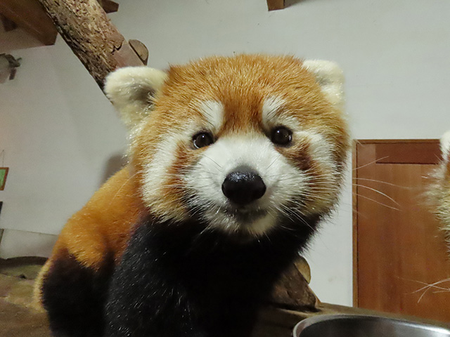 レッサーパンダの「キナコ」/長野市茶臼山動物園(長野県/長野市)