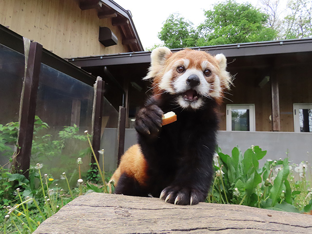 レッサーパンダのオス「ヒビキ」/長野市茶臼山動物園(長野県/長野市)