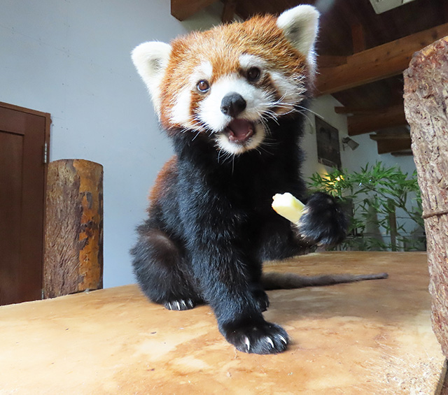 レッサーパンダのメス「ホーリー」/長野市茶臼山動物園(長野県/長野市)