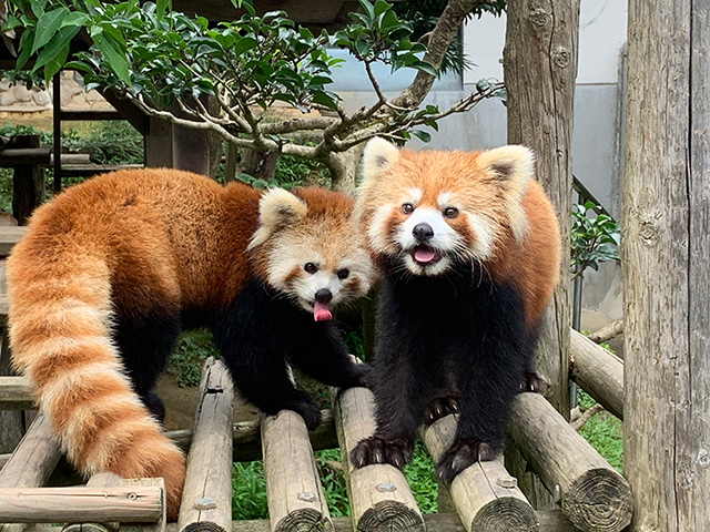 レッサーパンダ│右が「ニーコ」、左が「レイファ」/鯖江市西山動物園(福井県/鯖江市)