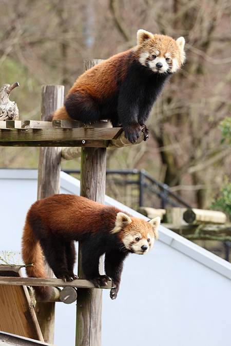 レッサーパンダのメス「かえで」(下)とお母さんの「かのこ」(上)