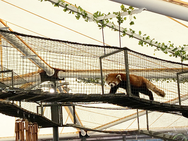 レッサーパンダの新エリア「レサパンスカイブリッジ」/姫路セントラルパーク(兵庫県/姫路市)