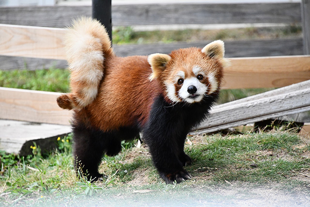 レッサーパンダのメス「優香」/秋吉台サファリランド(山口県/美祢市)