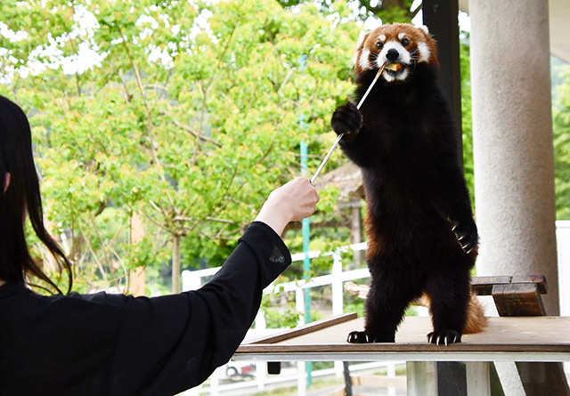 「レッサーパンダのエサやり体験」/秋吉台サファリランド(山口県/美祢市)
