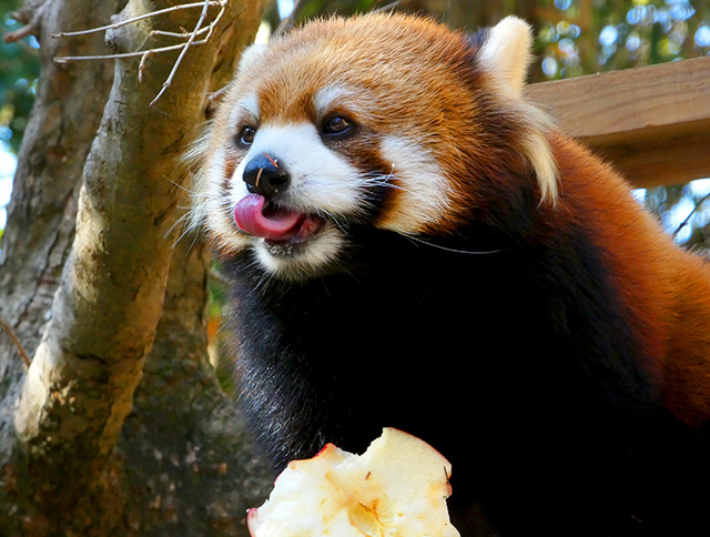 レッサーパンダの「みたらし」/高知県立のいち動物公園(高知県/香南市)