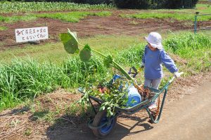 小山農園（成田市）で秋の収穫三昧！さつまいも掘り・さといも掘り・栗拾い・落花生掘り