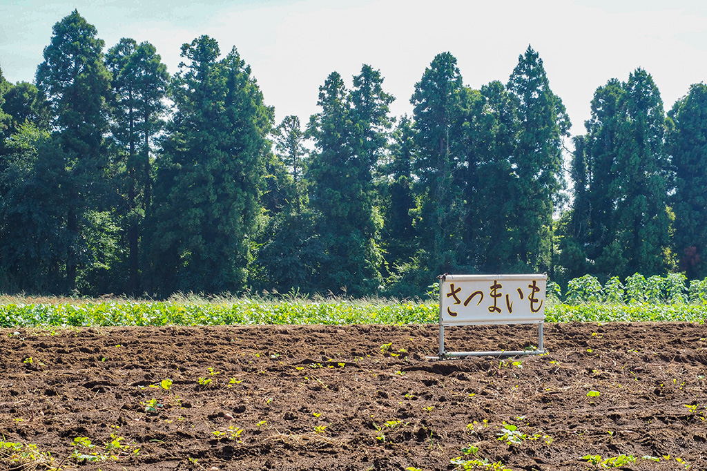 さつまいも畑/小山農園（千葉県/成田市）