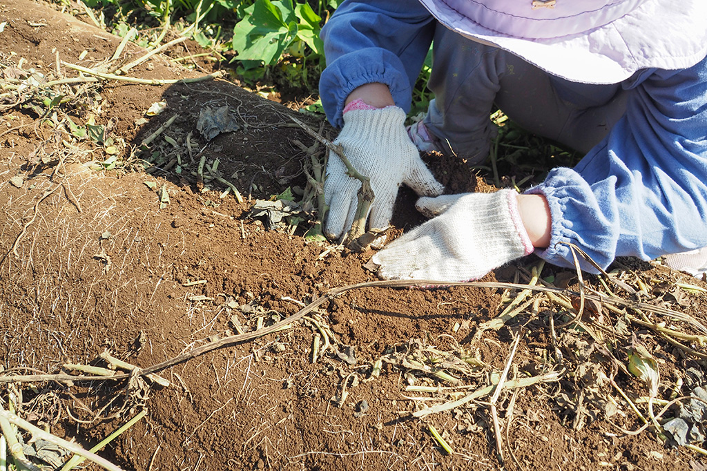 さつまいも堀りの様子/小山農園（千葉県/成田市）