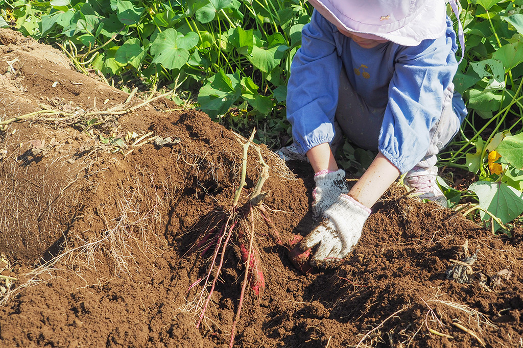 さつまいも堀りの様子/小山農園（千葉県/成田市）