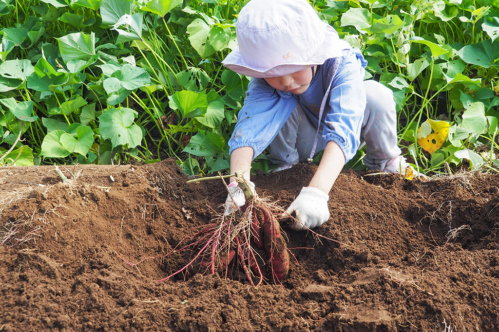 さつまいも堀りの様子/小山農園（千葉県/成田市）