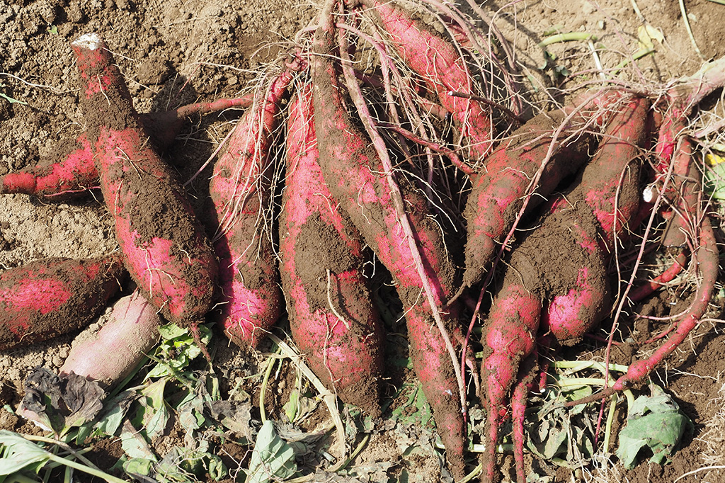 /小山農園（千葉県/成田収穫したさつまいも市）
