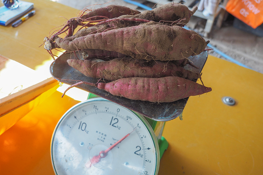 収穫したさつまいもの計量/小山農園（千葉県/成田市）