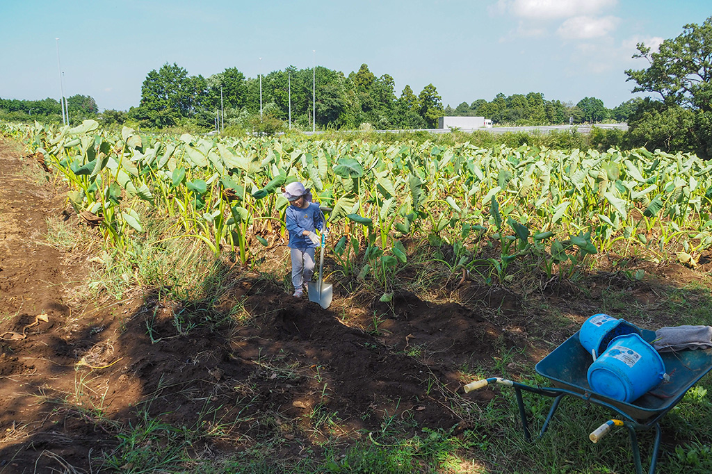 さといも畑/小山農園（千葉県/成田市）