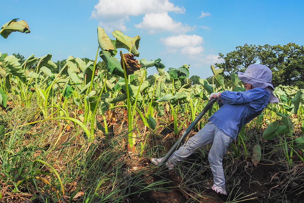 さといも畑でさといもを収穫する様子/小山農園（千葉県/成田市）