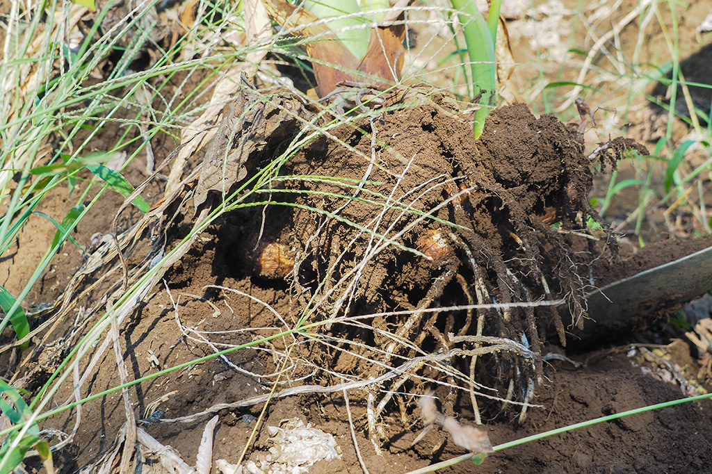 さといも畑でさといもを収穫する様子/小山農園（千葉県/成田市）