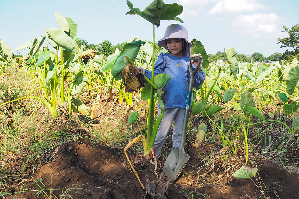 収穫したさといも/小山農園（千葉県/成田市）