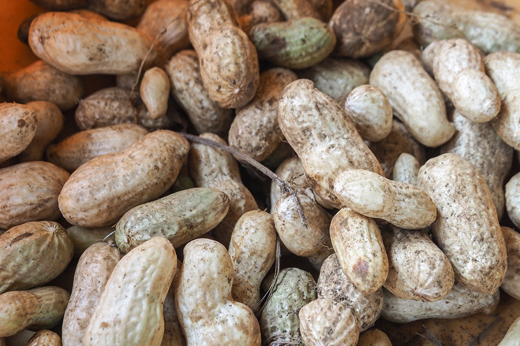 千葉県特産の落花生、「オオマサリ」/小山農園（千葉県/成田市）