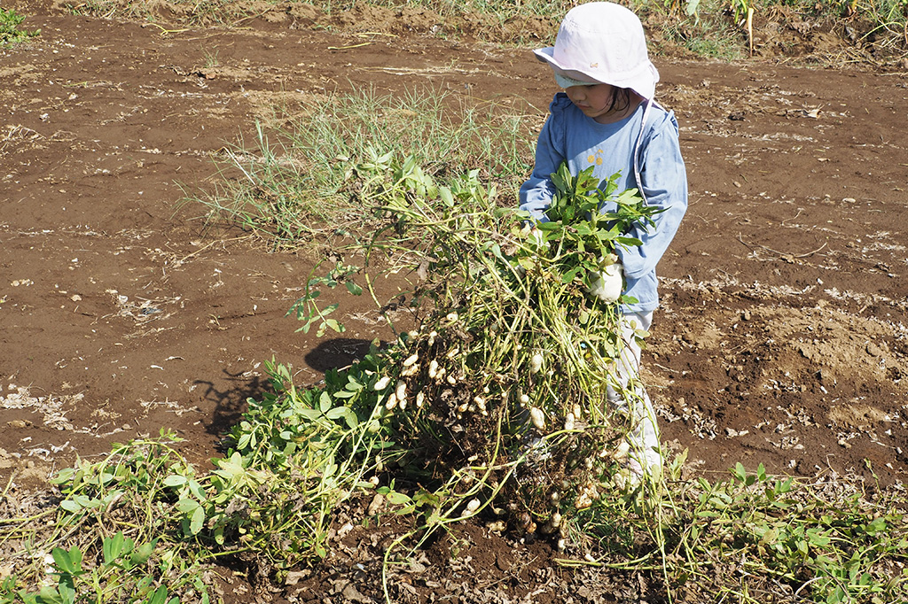 落花生を収穫する様子/小山農園（千葉県/成田市）