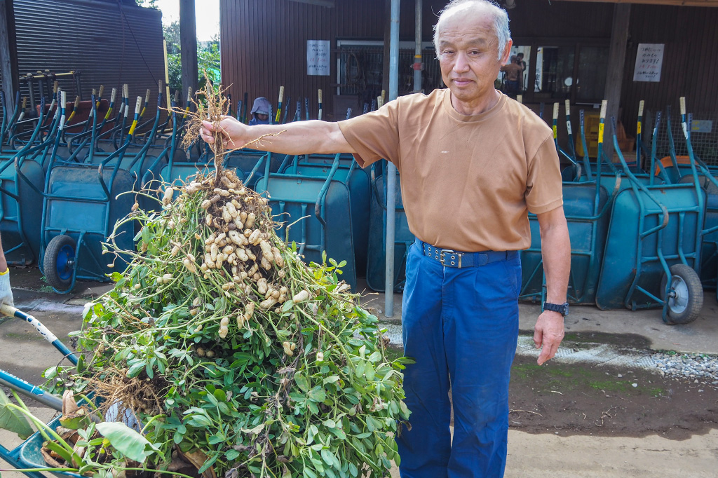 収穫した落花生/小山農園（千葉県/成田市）