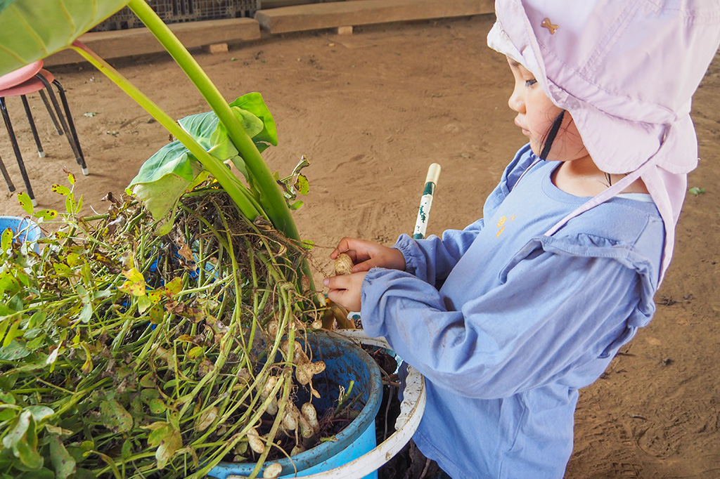 落花生収穫後の摘み取りの様子/小山農園（千葉県/成田市）