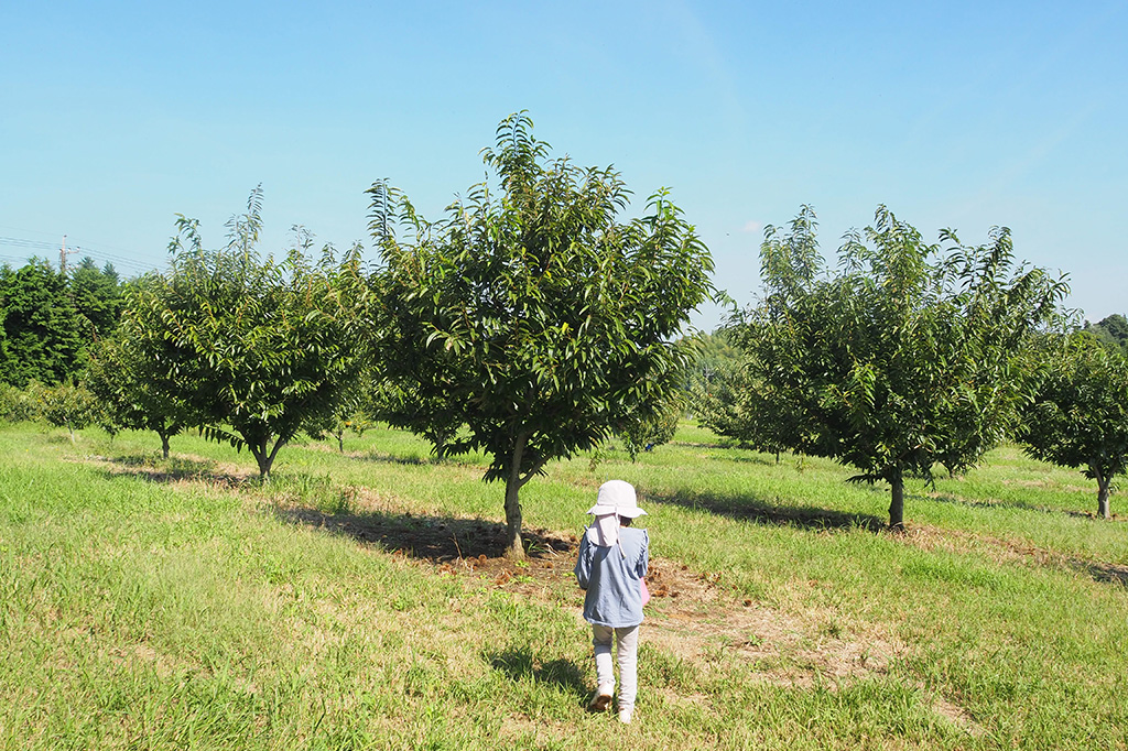 栗園/小山農園（千葉県/成田市）