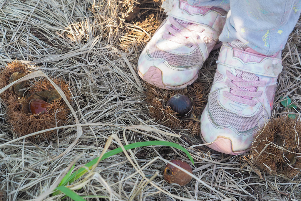 栗の収穫の様子/小山農園（千葉県/成田市）