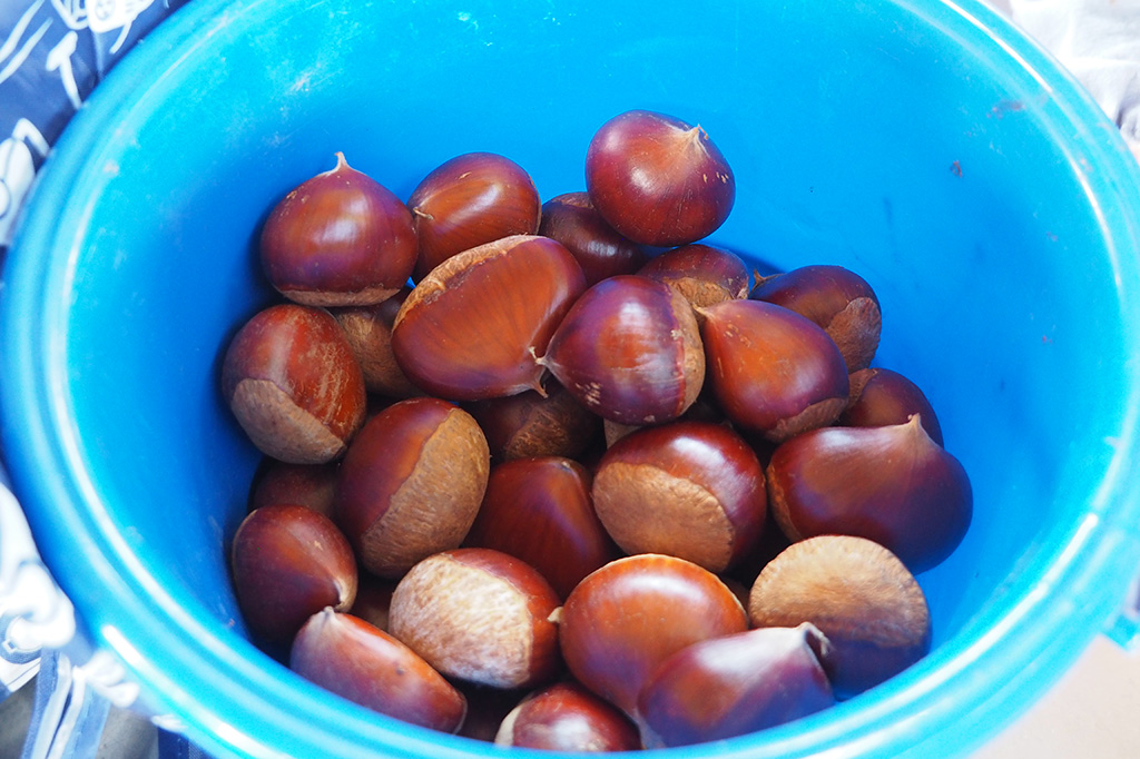 収穫した栗/小山農園（千葉県/成田市）