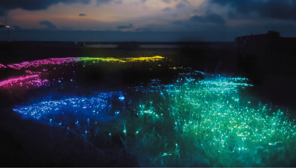 Night Park OARAI 2024/大洗サンビーチ(茨城県/大洗町)